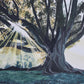 Let the Tree Speak Framed