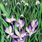 Spring's First Framed